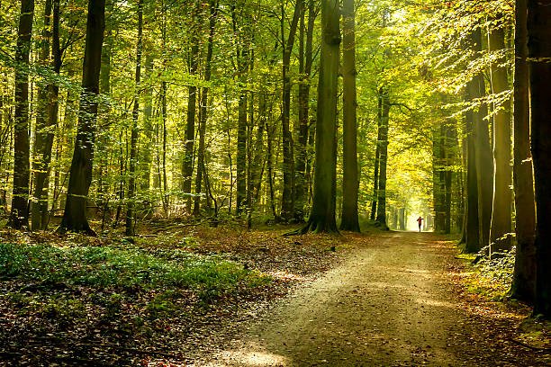 Forêt — la construction en chanvre stocke le CO2 comme une forêt
